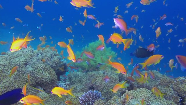 Colorful Happy Tropical Fishes. Picture of beautiful underwater colorful fishes scalefin anthias fish in the tropical reef of the Red Sea, Dahab, Egypt.
