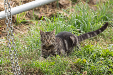 kleine Katze