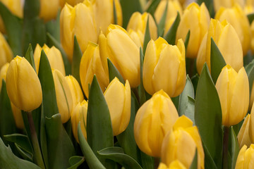 beautiful yellow tulips adorn the lawn or flower bed