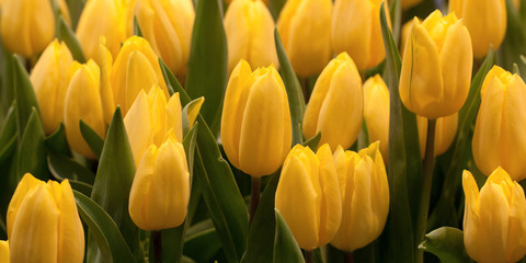 Obraz premium beautiful yellow tulips adorn the lawn or flower bed