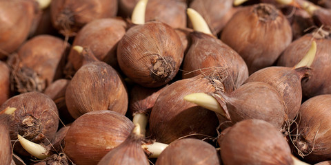 onions of plants with sprouted sprouts prepared for planting