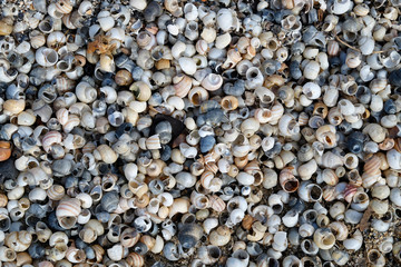 Seashells background