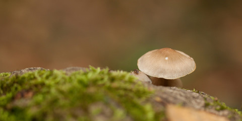 mushroom with a fly on a hat growing on a stump with moss