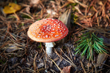 Closeup of fly agaric mushroom