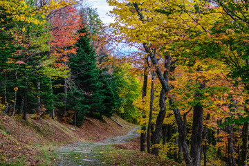 Trail in the woods in autumn