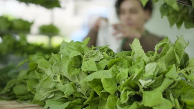 Vegetais e Plantas comest&iacute;veis