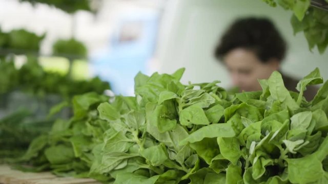 Vegetais e Plantas comest&iacute;veis