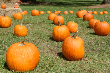 Pumpkin patch on green grass at farmer's market
