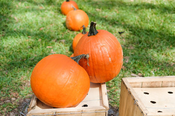 Fototapeta premium Patch of large orange pumpkins.