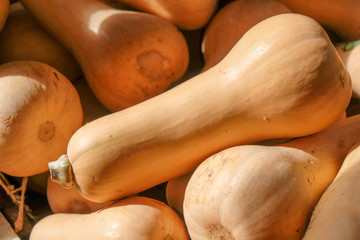 Squash gourds at farmer's market in Florida