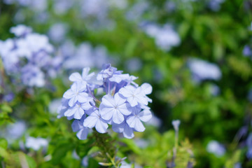 Obraz premium Blue Flowers in Florida