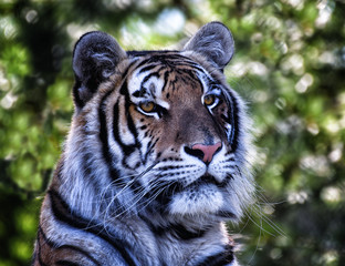 Fototapeta na wymiar Portrait de tigre
