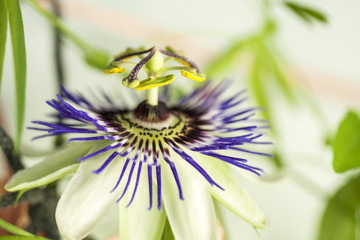 Passion flower (Passiflora incarnata) with details
