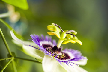 Passion flower (Passiflora incarnata) with details
