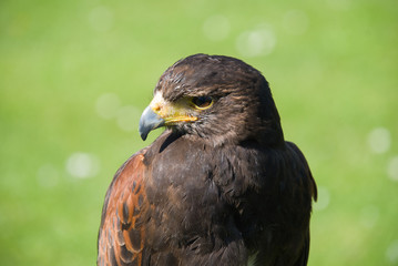 Head and shoulder shot of a Captive Harris Hawk looking to its right