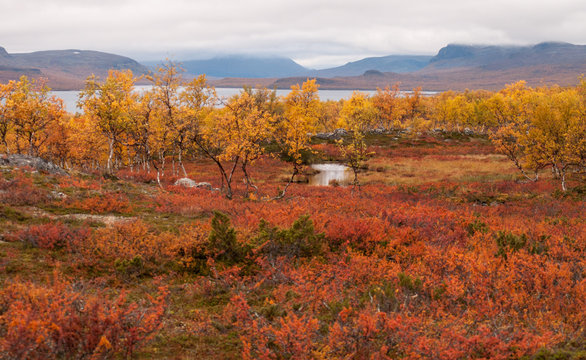 Red and yellow autumn meadow landscape in Lapland with river and lake. Good backround image.