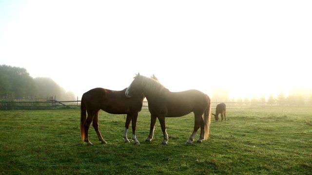 Personalized Horse Couple Quilt Bed Set - Up to 6 Horses - Gift Idea For Couple/Horse Lovers - Couples That Ride Together Stay Together