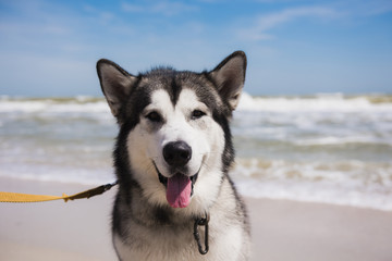 Alaskan malamute closeup. Storm Sea in the background. Dog looks into the camera.