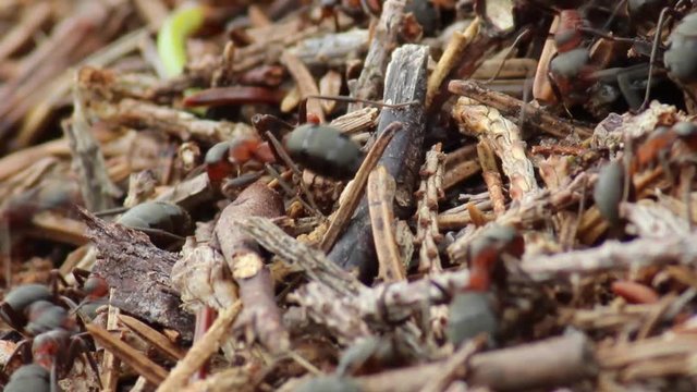 Mrówka rudnica w mrowisku, Formica rufa.