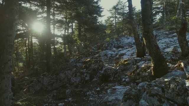 Autumn morning sun rays through forest fir trees.Tracking/dolly cinematic shot of sunrise seen through a mountain fir tree forest