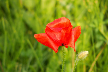 red poppies on a summer meadow on a sunny day