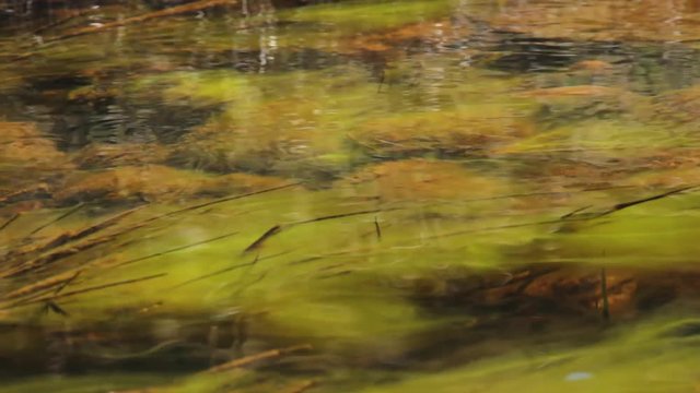 Colonia de Algas verdes y de rio con agua transparente moviendose suavemente con la corriente