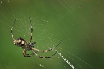 spider