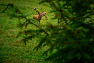 Hirsch mit Geweih während der Brunft