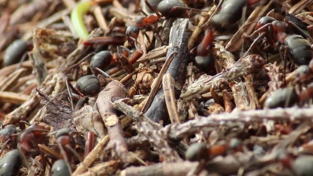 Ants in the anthill, mrówka rudnica w mrowisku, Formica rufa.
