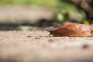 Nacktschnecke auf Stein