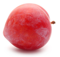 Obraz premium Single plum