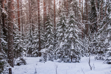 Winter Forest on Christmas Eve