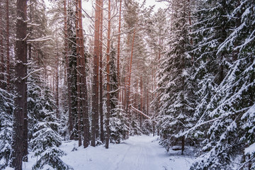 Winter Forest on Christmas Eve