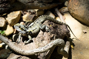 Lizard