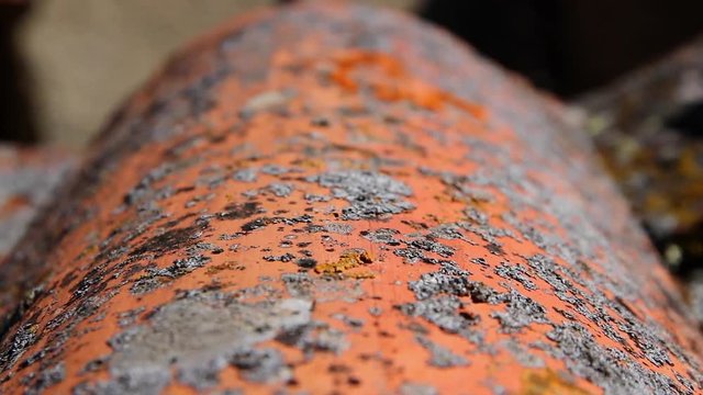 Movimiento del foco o enfoque para descubrir los liquenes y musgos en una teja arabe ondulada  de tejado