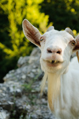 Obraz premium Female mountain goat