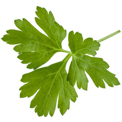 fresh parsley herb  leaves isolated on white background cutout