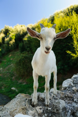 Young wild mountain goat / kid