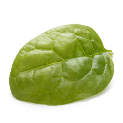 Baby spinach leaves isolated on white background cutout