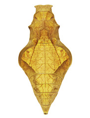 A large yelow pupa of a golden birdwing, or Rhadamant birdwing butterfly from the Philippines,...