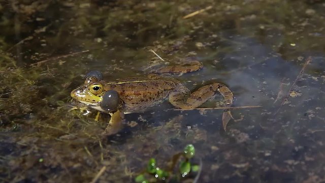  Ranas en Ceremonia de Apareamiento en una Charca