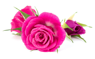 pink rose flower bouquet isolated on white background cutout