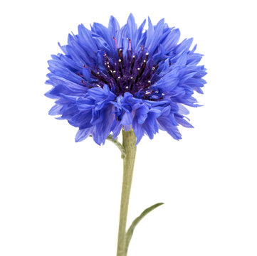 Blue Cornflower Herb or bachelor button flower head isolated on white background cutout