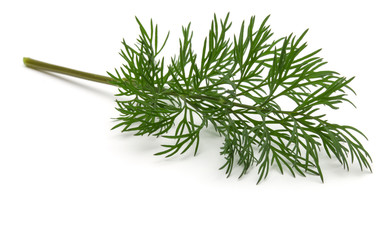 Close up shot of branch of fresh green dill herb leaves isolated on white background