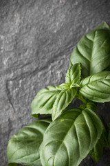Sweet basil leaves over black stone background. Top view.