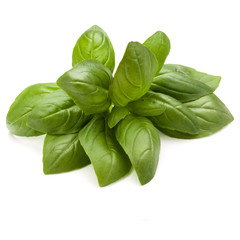 Sweet basil herb leaves bunch isolated on white background