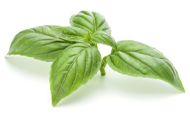 Close up studio shot of fresh green basil herb leaves isolated on white background. Sweet Genovese basil.