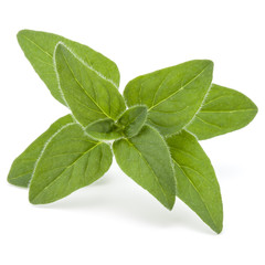 Oregano or marjoram leaves isolated on white background cutout