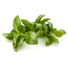 Sweet basil herb leaves bunch isolated on white background