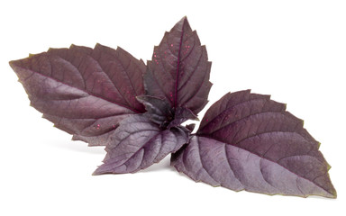 Close up studio shot of fresh red basil herb leaves isolated on white background. Purple Dark Opal Basil.